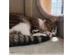 Adopt ChiChi a Domestic Short Hair