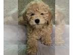 Poodle (Miniature) PUPPY FOR SALE ADN-768023 - Mini Poodle