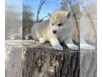 Siberian Husky PUPPY FOR SALE ADN-768000 - Purebred female Siberian Huskies