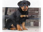 Rottweiler PUPPY FOR SALE ADN-767999 - Rottweiler