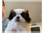 Japanese Chin PUPPY FOR SALE ADN-767967 - Katy SableWhite Female