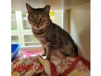 Adopt Bobbi Cat a Domestic Short Hair