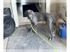 Great Dane PUPPY FOR SALE ADN-767961 - Female AKC Great Dane