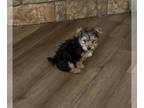 Yorkshire Terrier PUPPY FOR SALE ADN-767949 - AKC male Yorkie puppy