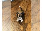 Dachshund PUPPY FOR SALE ADN-767947 - Dachshund Puppy