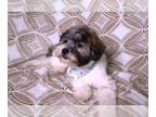 Shih-Poo PUPPY FOR SALE ADN-767943 - Shihtzu x Poodle Puppies