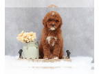 Goldendoodle (Miniature) PUPPY FOR SALE ADN-767896 - Willow
