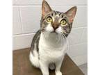 Adopt Jimmy Dean a Domestic Short Hair