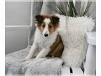 Shetland Sheepdog PUPPY FOR SALE ADN-767883 - ACA Shetland Sheepdog For Sale