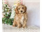 Cavapoo PUPPY FOR SALE ADN-767877 - Stanley