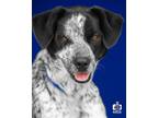 Adopt Gunner a Australian Cattle Dog / Blue Heeler, Mixed Breed