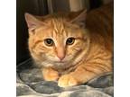 Adopt Lion (IN TRIAL) a Tabby