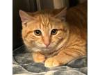 Adopt Lion (Bonded pair with Lamb) a Tabby