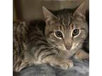 Adopt Lamb (Bonded pair with Lion) a Domestic Short Hair