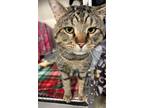 Adopt Ricky a Domestic Short Hair