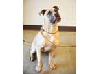 Adopt Storm a Mixed Breed