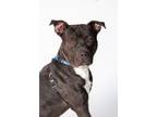 Adopt Indiana Bones a Mixed Breed