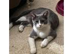 Adopt Asher a Domestic Short Hair