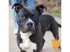 Adopt Tito a Pit Bull Terrier, Mixed Breed