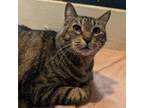 Adopt Mr. Whiskers a Domestic Short Hair