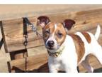 Adopt Roscoe a Jack Russell Terrier