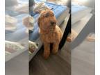 Goldendoodle PUPPY FOR SALE ADN-767974 - GoldenDoodle