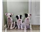Bullboxer Pit PUPPY FOR SALE ADN-767970 - Homes Needed