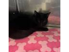 Adopt Chip a Domestic Short Hair