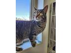 Adopt Junior a Domestic Short Hair