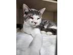 Adopt Mr. Mustache a Domestic Short Hair