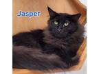 Adopt Jasper a Domestic Long Hair