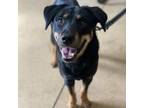 Adopt Tommy a Rottweiler