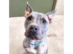 Adopt Sterling D15702 a Pit Bull Terrier