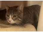 Adopt Gendry a Tabby