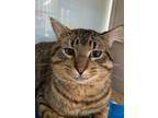 Adopt Judge a Domestic Short Hair, Tabby