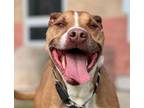 Adopt Onyx a Pit Bull Terrier