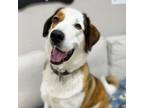 Adopt Max a Great Pyrenees, Hound