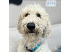 Adopt Val a Standard Poodle