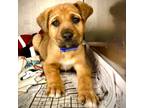 Adopt Grizz a Labrador Retriever