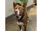 Adopt Greymur- 031401S a Husky, Pit Bull Terrier
