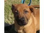 Adopt Hector a Black Mouth Cur, Collie