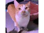 Adopt Jasper a Tabby