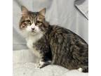 Adopt Tiger a Tabby, Domestic Medium Hair