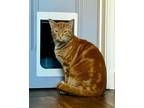 Adopt Felix a Domestic Short Hair