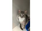 Adopt Working Cat Jinx a Domestic Short Hair