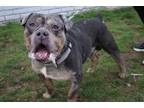 Adopt Jimmy a American Bully