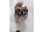 Adopt Chucky a Pomeranian