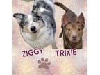 Adopt Ziggy and Trixie a Australian Shepherd, Miniature Pinscher