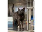 Adopt Turkey a Domestic Short Hair, Bombay