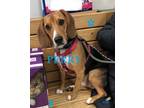 Adopt PERRY a Beagle